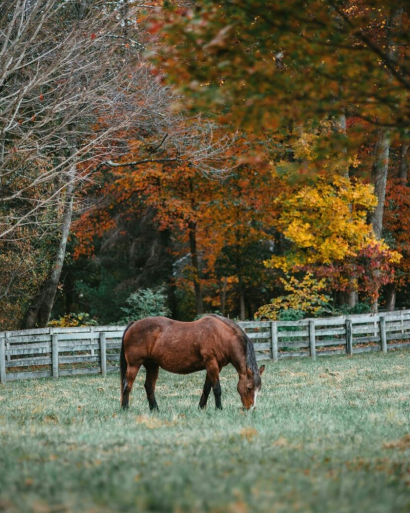 5 Essential Tips for Preparing Your Property for Horses