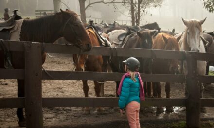 5 Essential Tips for Preparing Your Property for Horses