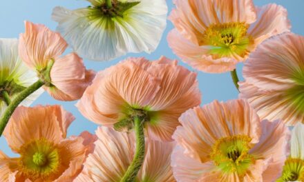 Travel-Friendly Perfumes: Tips for Scented Jet-Setting