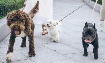 Midwest Marvels: Pet-Friendly Fun in America’s Heartland