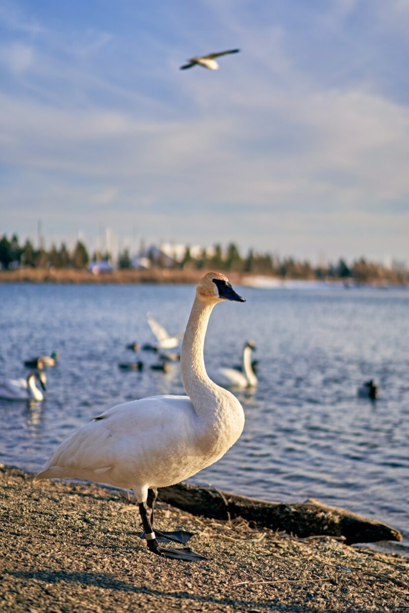 Tommy-Thompson-Park-toronto-830x1245 A Nature Lover’s Guide to Visiting Toronto