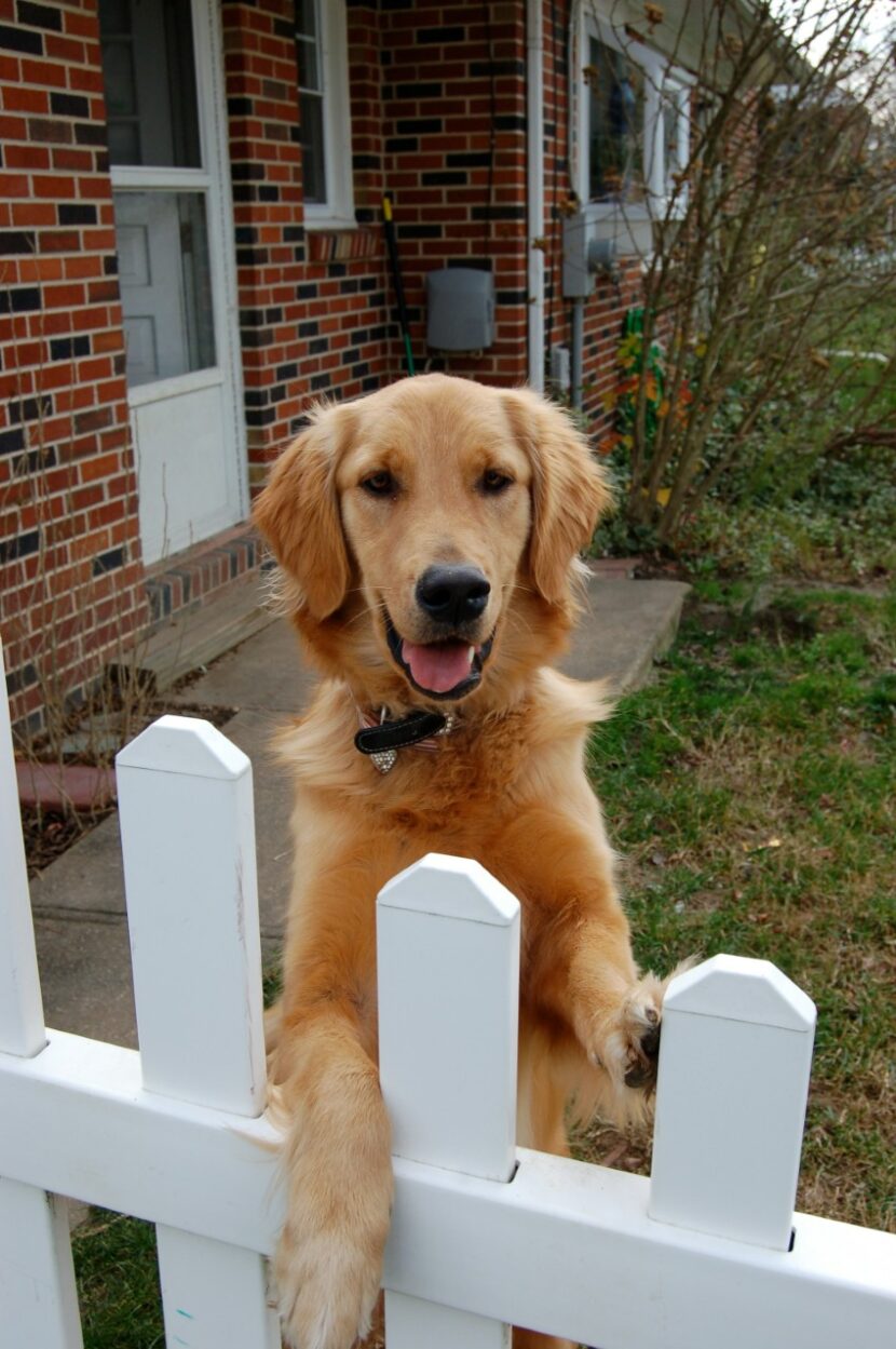dog-yard-830x1249 What Are the Best Aluminum Fence Companies in Illinois?