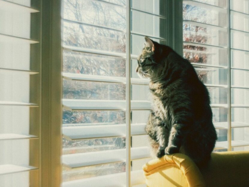 cat-window-blinds-830x623 How to Refresh Tired Vertical Blinds Without Replacing the Whole Set